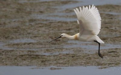 Rzadkie ptaki w Dolinie Górnej Wisły