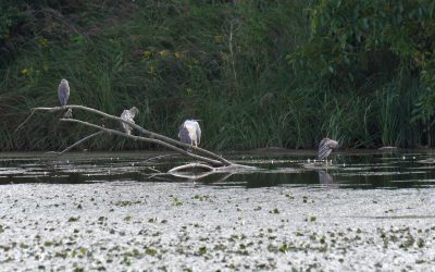 Notatki z badań nad ślepowronami – cz. I