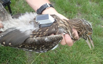 Notatki z badań nad ślepowronami – cz. II