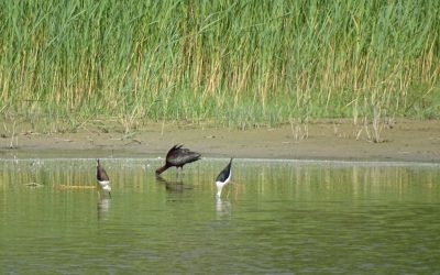 Uczestnicy projektu z wizytą na Węgrzech