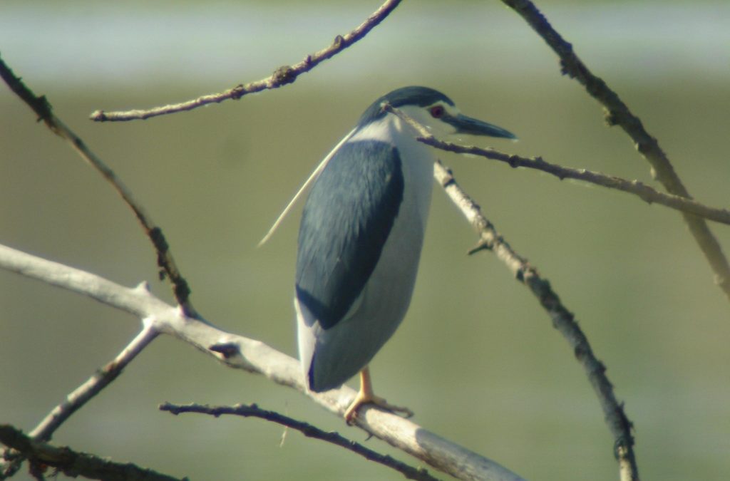 They are already here! Night herons are returning from wintering grounds