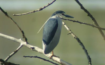 Już są! Ślepowrony wracają z zimowisk