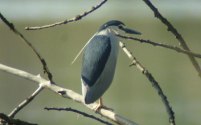 Ślepowron w roli głównej – film nr 1