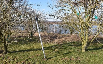 Fotopułapki czekają na przylot ślepowronów