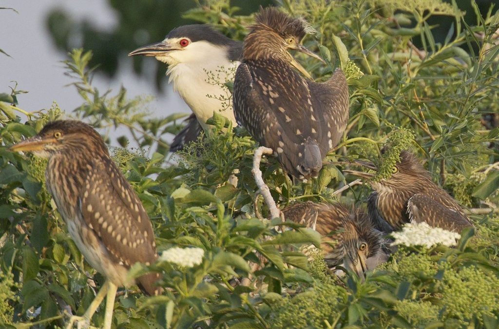 Night heron in the main role – film No. 3 – Nest supervision
