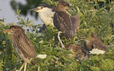 Night heron in the main role – film No. 3 – Nest supervision