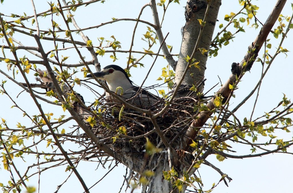 Night heron in the main role – film No. 2 – Nest