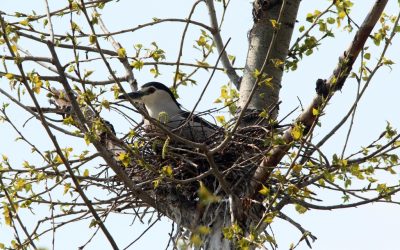 Ślepowron w roli głównej – film nr 2 – Gniazdo