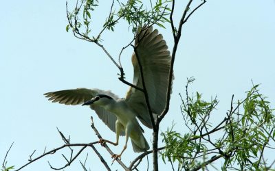 Polowanie ślepowrona – film