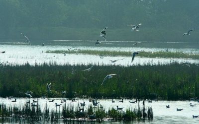 Jubileuszowy Zjazd Ornitologów Śląska