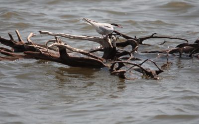 Rybitwy rzeczne – film