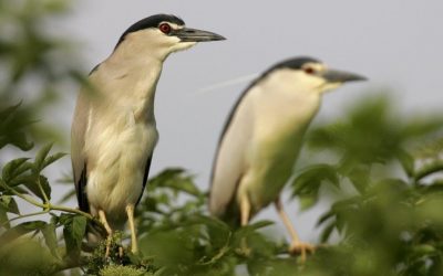 The first night herons are already in the Sahel