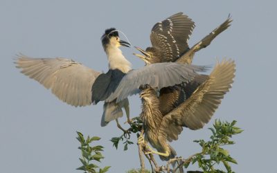 Where are the night herons …