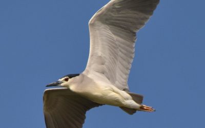 Ślepowrony w drodze do Afryki