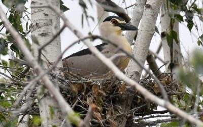 Night heron breeding colony control – MOVIE