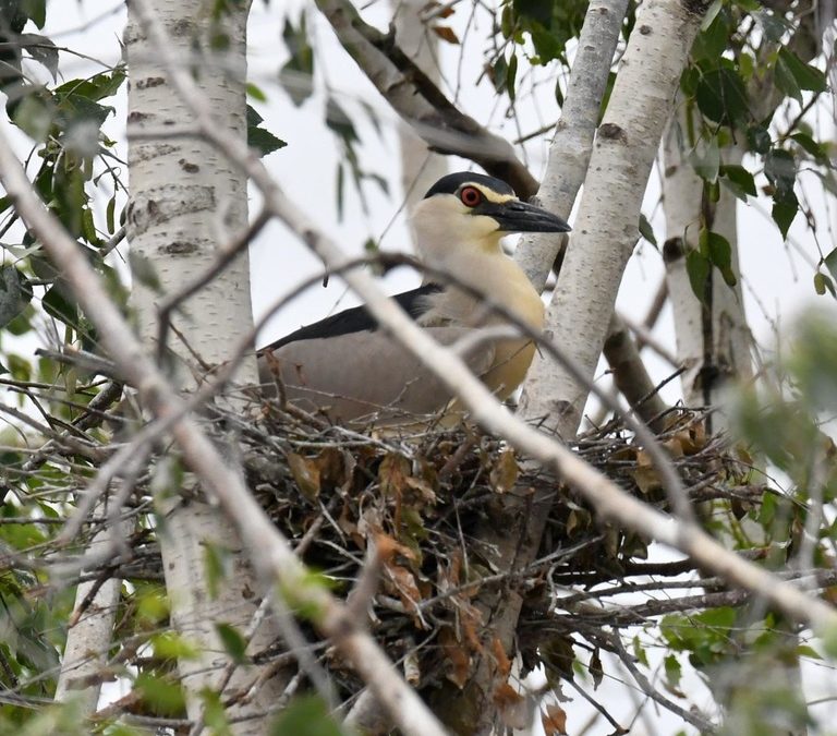 Night heron breeding colony control – MOVIE