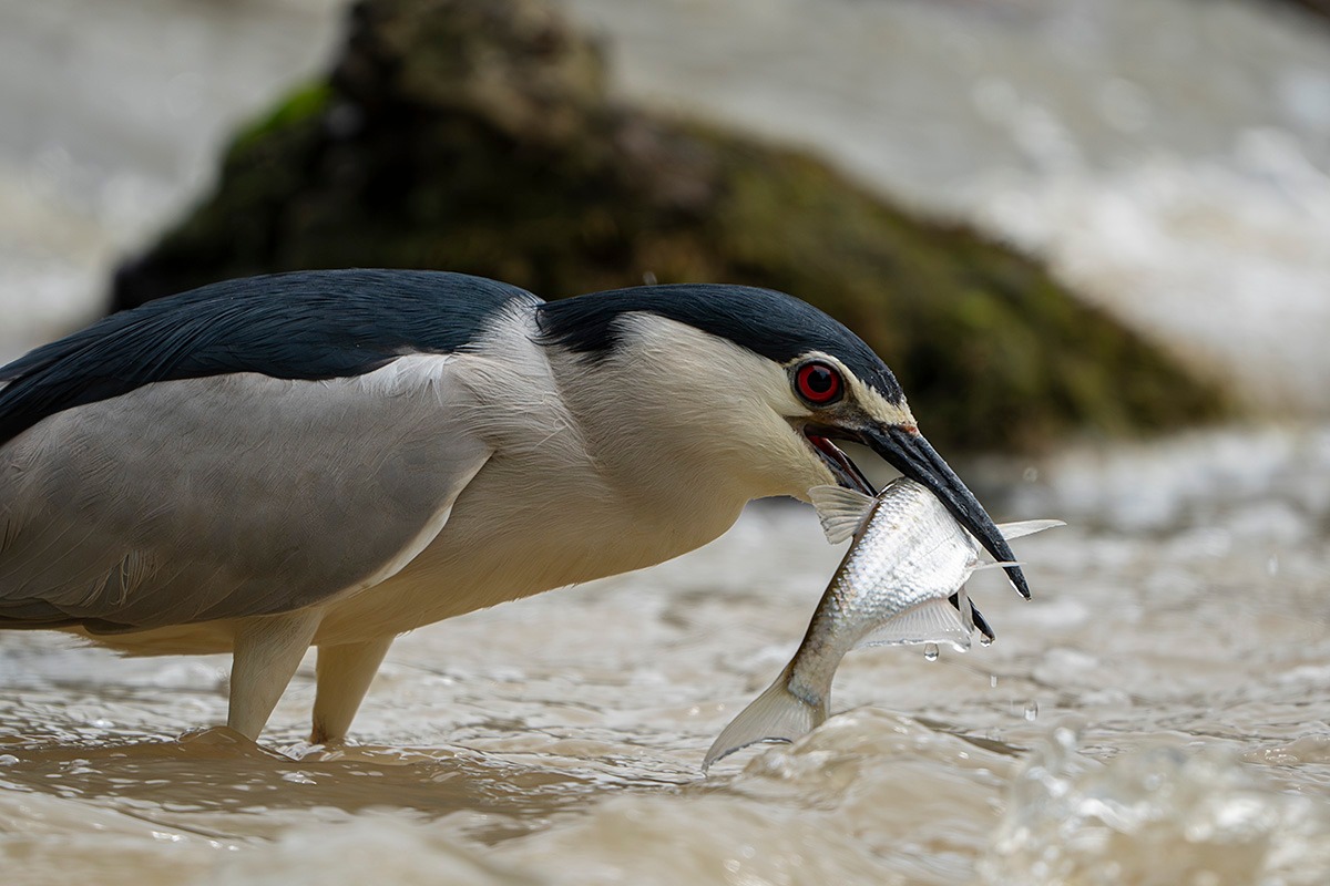 Ptak jedzący rybę przy wodzie