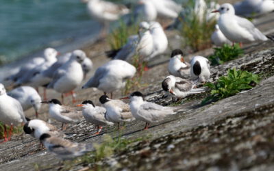 Common terns confirm that the islands built as part of the LIFE.VISTULA project are good and safe breeding grounds