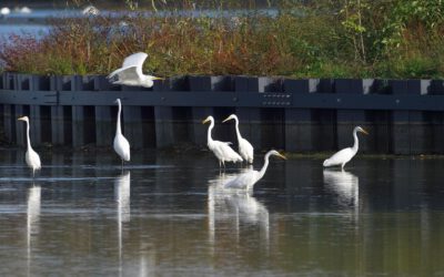 Czaple białe na stawach