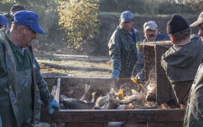 Chcąc chronić rodzimą przyrodę, kupujmy karpie od lokalnych dostawców. Gospodarka karpiowa wybitnie sprzyja ochronie ptaków